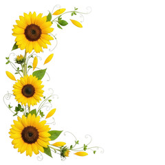 Yellow sunflower floral corner decoration isolated on transparent background