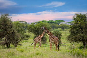 Scenic landscape of Savannah Uunder evening sun light two giraffes in the Serengeti National park, Tanzania, Africa.