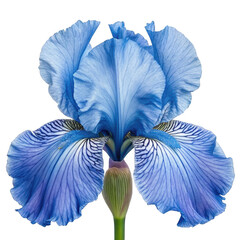 Blue iris flower isolated on transparent background