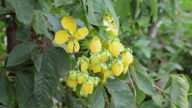 Close-up of Senna Bacillaris Flowers Fluttering Against a Green Background