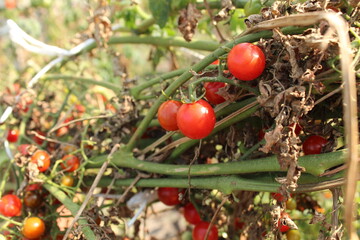 Harvesting tomatoes in autumn. Small cherry tomatoes on a branch