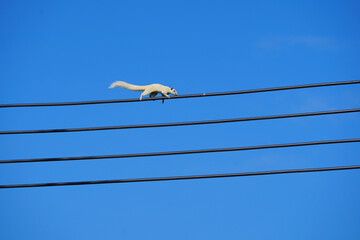  a Finlayson's squirrel (also known as a Philippine tree squirrel or Grey-bellied squirrel) traversing power lines against a clear blue sky