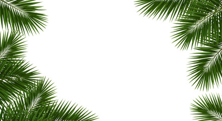 Green palm leaves frame forming a natural border for decoration or background