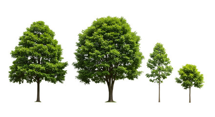 Green tree isolated on white background