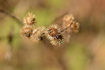 dry burdock plant in sunlight