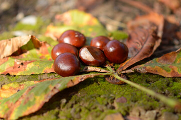 horse chestnut tree in golden autumn colors