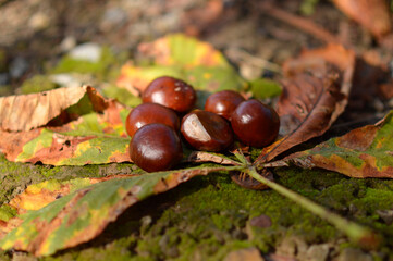 horse chestnut tree in golden autumn colors