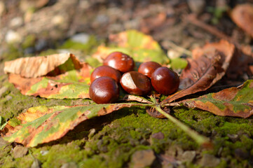 horse chestnut tree in golden autumn colors