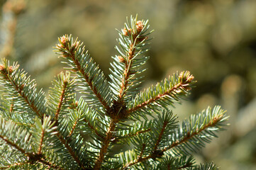 Fototapeta premium branches of silver fir tree in sunlight