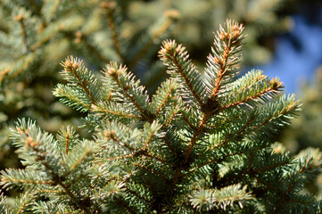 branches of silver fir tree in sunlight