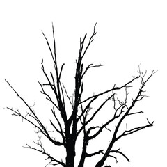 Silhouette of bare tree with branches isolated on white. Black and white vector illustration
