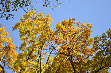 oak tree leaves in autumn colors