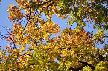 oak tree leaves in autumn colors