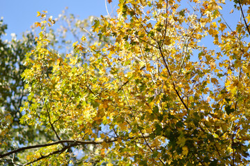 colorful autumn colors of maple tree leaves