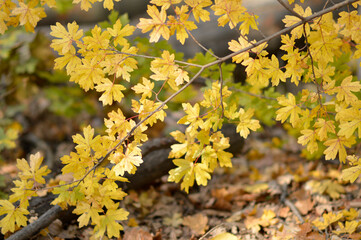 colorful autumn colors of maple tree leaves