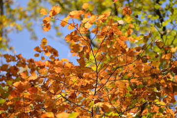 colorful autumn colors of maple tree leaves