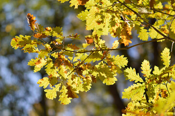 oak tree leaves in autumn colors