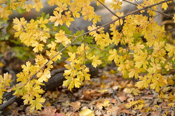 colorful autumn colors of maple tree leaves