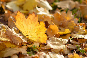 colorful autumn colors of maple tree leaves