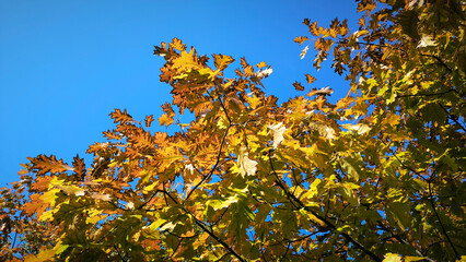 colorful autumn colors of maple tree leaves