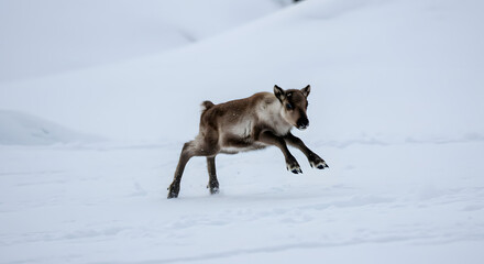 Naklejka premium Young Reindeer Leaping Through Deep Snowy Field in Winter