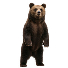 Fototapeta premium Brown bear shows its immense power standing tall. Great power of wild animal. 