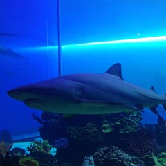Shark in an aquarium (2)