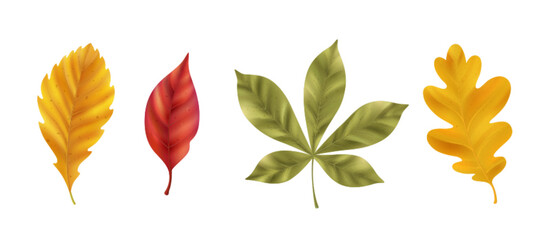 Detailed realistic autumn leaves with natural veins and textures for seasonal designs. Red, orange and green foliage with botanical visible stems for nature illustrations or fall decorations.