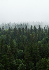 Fototapeta premium Misty forest view, coniferous trees, mountain range, nature scene, use for posters, greeting cards, and websites