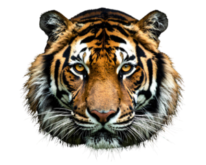Majestic Tiger Portrait Facing Forward, Intense Gaze, Isolated PNG