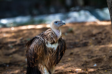 Himalayan Griffon Vulture, picture clicked at Vandalur Zoo, Arignar Anna Zoological Park, Chennai, Tamil Nadu, South India, India