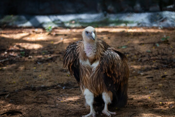 Himalayan Griffon Vulture, picture clicked at Vandalur Zoo, Arignar Anna Zoological Park, Chennai, Tamil Nadu, South India, India
