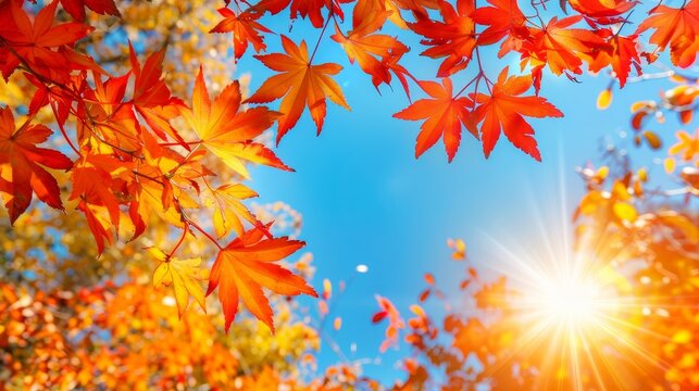 Vibrant autumn treetops illuminated by sunlight under a picturesque blue sky backdrop - Powered by Adobe