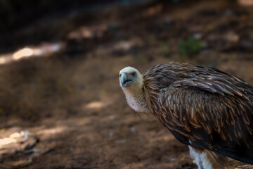 Himalayan Griffon Vulture, picture clicked at Vandalur Zoo, Arignar Anna Zoological Park, Chennai, Tamil Nadu, South India, India