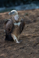 Fototapeta premium Himalayan Griffon Vulture, picture clicked at Vandalur Zoo, Arignar Anna Zoological Park, Chennai, Tamil Nadu, South India, India