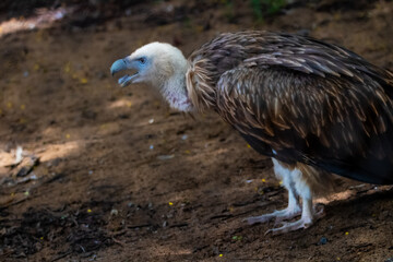 Himalayan Griffon Vulture, picture clicked at Vandalur Zoo, Arignar Anna Zoological Park, Chennai, Tamil Nadu, South India, India
