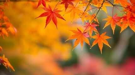 Vibrant red and orange maple leaves amidst a dreamy bokeh background in autumn s embrace