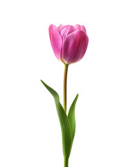 Naklejka premium A single pink tulip flower standing upright with its stem and leaves
