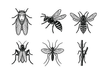 Detailed black and white illustrations of various insects including a cicada, wasp, bee, cricket, mosquito, and stick insect.