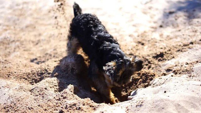 Yorkshire Terrier digs a hole in the sand on the beach