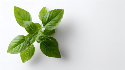 Obraz premium Fresh basil leaves spreading across crisp white surface, highlighting verdant green color with clean minimalist styling for food and wellness concepts