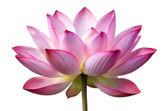 Beautiful lotus isolated on white background