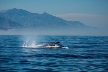 Fototapeta premium Blue whale surfacing in the Pacific Ocean with mountains in the background, a majestic marine mammal in its natural habitat