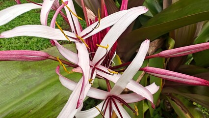 fruits and flowers of tropical plant, Crinum asiaticum, also known as the giant crinum lily, poison bulb, or spider lily. 