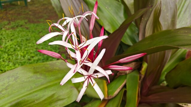 fruits and flowers of tropical plant, Crinum asiaticum, also known as the giant crinum lily, poison bulb, or spider lily. 