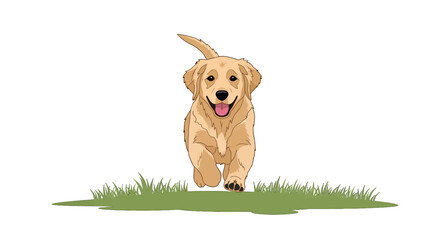 Joyful Golden Retriever Puppy Running on Green Grass with a White Background in Broad Daylight Close Up