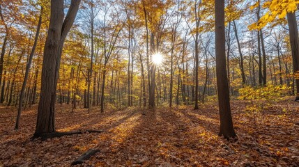 Fototapeta premium Sunburst Through Golden Autumn Forest Canopy with Leaf-Strewn Floor