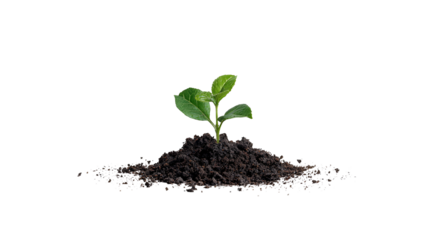 Young Plant Sprouting from Soil on Transparent Background A Symbol of Growth and New Beginnings for Design