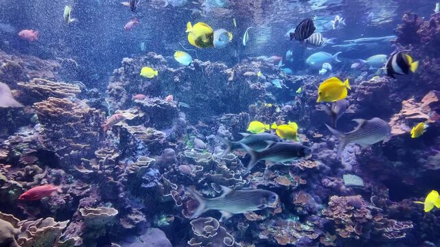 Colorful, vibrant, and mesmerizing tropical fish aquarium in Hawaii. 4K underwater view of a beautiful coral reef garden teeming with life and biodiversity.