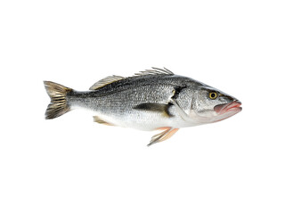 Obraz premium Fresh whole raw sea bass fish